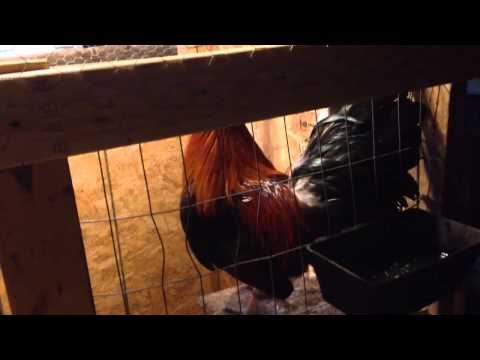 Bill Roberts Clarets