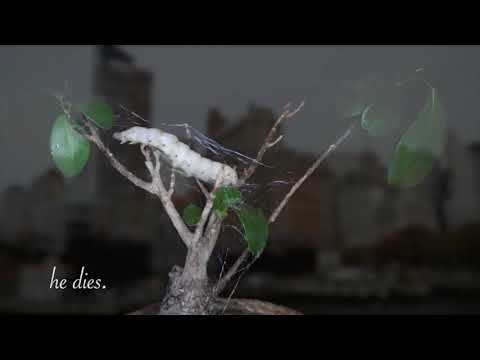 Blue Lotus Interlude no. 2