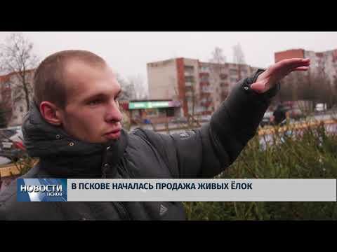 Новости Псков 23.12.2019 / В Пскове началась продажа живых ёлок
