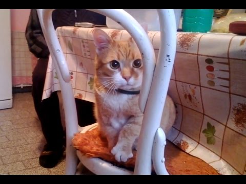11 Signs Your Cat is Happy - YouTube