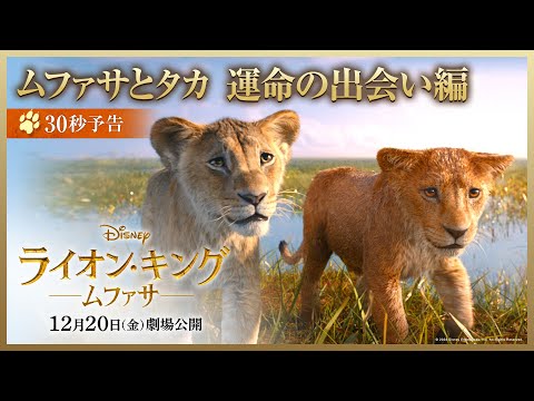 30秒予告 ムファサとタカ　運命の出会い編