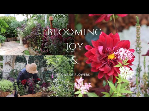 Pennisetum setaceum rubrum -herbe-écouvillons-rouge-culture-bordure-allée