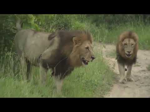 King Hairy Belly And Ginger Matimba