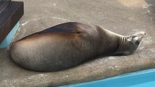 砂ガチ怠慢やってく