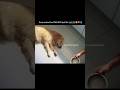 🥹 Emotional Dog Parents Love Care Lifequotes Lifelessons Beingkind Bematured Happiness