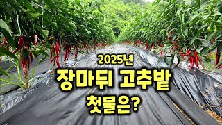 고추밭 장마뒤 고추밭 둘러보고 첫물 따는 시기도 알아보고 충북 괴산 풀뿌리농장 괴산청결고추 청정괴산 자연울림…