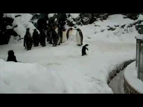 The Happiest Penguin Ever - Adorable!