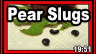 Pear Slugs - Wisconsin Garden Video Blog 605