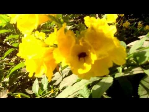 download lagu mp3 mp4 Puppodi In Telugu, download lagu Puppodi In Telugu gratis, unduh video klip Download Puppodi In Telugu Mp3 dan Mp4 Music Gratis