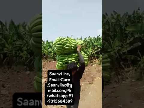 Manufacturer And Exporter Of Bananas, Wholesaler In Uk