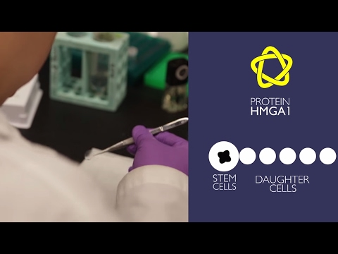 Intestinal Stem Cell Growth Encouraged by Single Gene