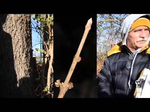 Lonicera maackii - YouTube