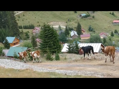 BJESHKA E ROSHKODOLIT – Reportazhi II