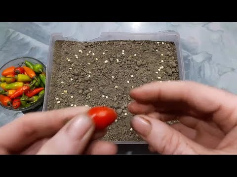 How to grow green chilli from chilli seed