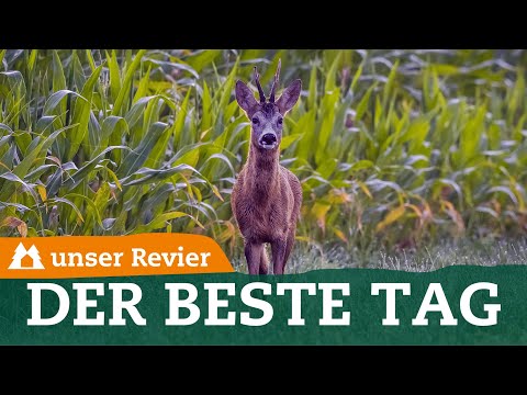 Das ist der beste Blattjagd-Tag | An diesem Tag springt der Rehbock | unser Revier | #69