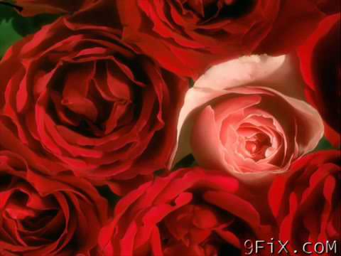 GÜL YAĞIYOR MENZİLE GULLER YAGİYOR