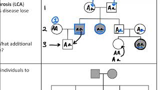 Pedigree Worksheet Review