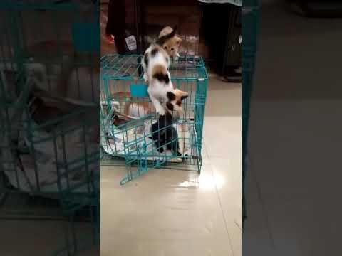 kittens was playing in a open cage 😚