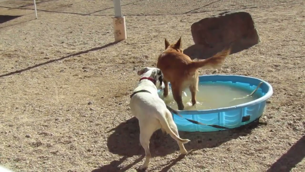 Marcie - PAWS, a Adoptable Mixed Breed in Las Cruces, NM video 6/6