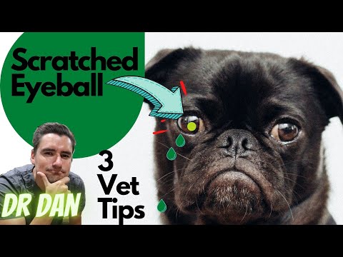 3 Vet Tips for Scratched dog eye!! (Corneal Ulcer)