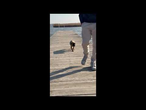 Perros Mastín Italiano en venta