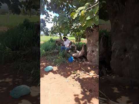 Cordisburgo Minas gerais