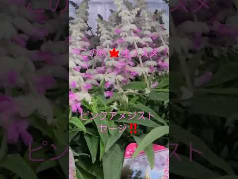 輪生セージ 植物