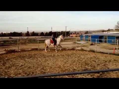 Spanish Imported Andalusian Stallion for Sale March 2015 Video 1
