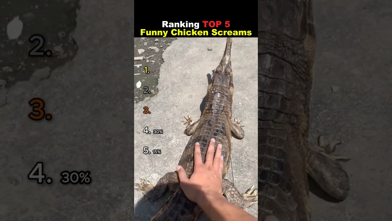 Ranking TOP 5 Funny Chicken Screams 😭😭 #usa