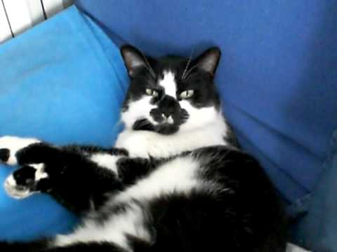 In un merlano nero ci sono vermi Se i parassiti congelandosi periscono