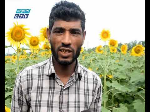 বরগুনায় অনাবাদী জমিতে সূর্যমুখি চাষ