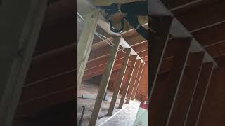 Peacefully removing ratsnake from attic