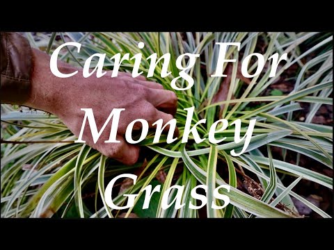Does monkey grass die in winter?