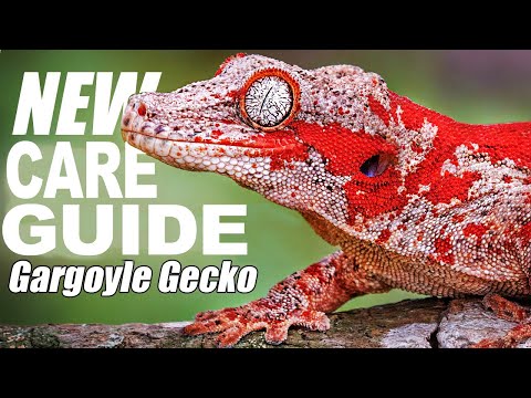 Gekon gargoyle (Rhacodactylus auriculatus) — chov, terárium a starostlivosť