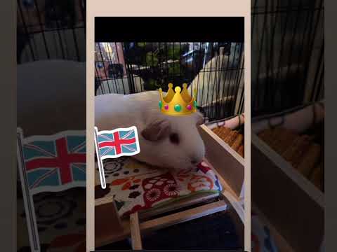 Chateau de Loches Founding History (as told by guinea pigs)