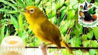 Download lagu Dakbal Nembak Panjang Bikin Geter Dan NGOTOT  Bunyi mp3