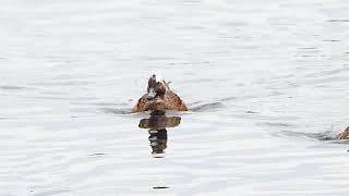 野鳥の身近な暮らし 頭白のヒドリガモ今年も来る2024年10月24日