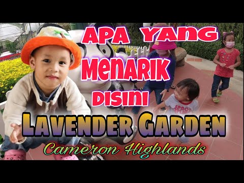Apa Yang Menarik Di Lavender Garden Cameron Highland Ni