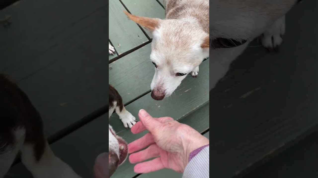 Enlarge Grover, a Adoptable mixed breed in Southport, CT video 4/6