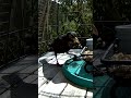 Dad Run Ragged Blackbird