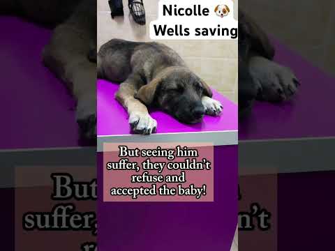 For any help consider donating link in bio to save a stray life in Los Angeles #rescuedog