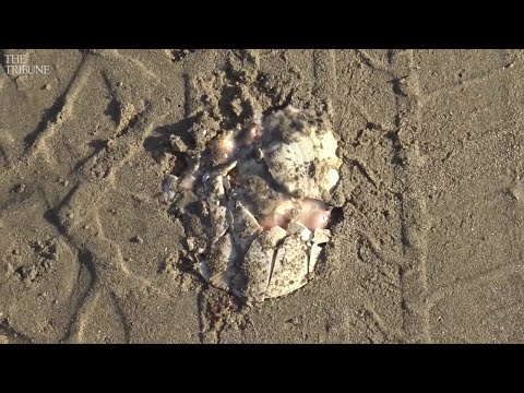Raw video: See Pismo clams being crushed by vehicles at Oceano Dunes