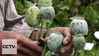 Assignment Asia 04/23/2016 Heroin's hold on Myanmar