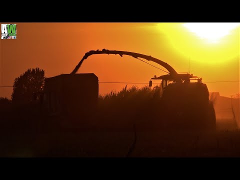 Silage 2018/Trinciatura mais 2018 - John Deere 8800i 12 row