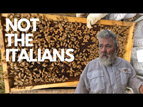 Even The Italian Are Suffering | Making Plans to Fix the Chalk Brood