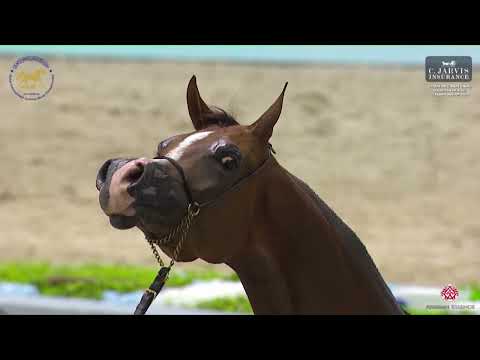 N 68 AJ BARAKAH   Dubai International Arabian Horse Championship 2023   Mares 4   6 Years Old Class