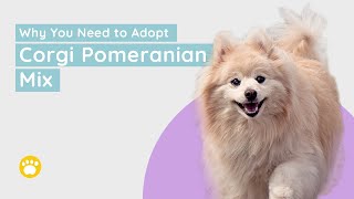 Corgi Pomeranian Mix: Why You Need to Adopt This Crossbreed