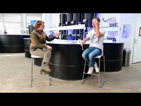 Modern Koi Blog #3494 - Do Koi swim to the aerator when there is a lack of oxygen?