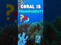 Coral is TRANSPARENT?!