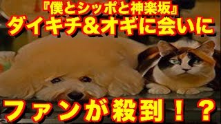 『僕とシッポと神楽坂』ダイキチ&オギに会いにファン300人以上が殺到!?さらに本編も波乱含みの展開に!? mqdefault - 『僕とシッポと神楽坂』ダイキチ&オギに会いにファン300人以上が殺到!?さらに本編も波乱含みの展開に!?